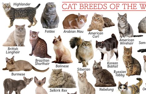 types of cat eye|Iba pa.